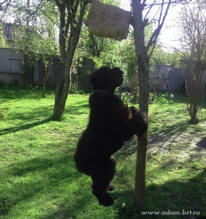 Adam Racy Style ZEYA